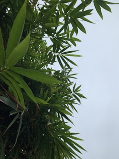 A panoramic view of a bamboo hedge lining a rural field, acting as a living windbreak under a cloudy sky.