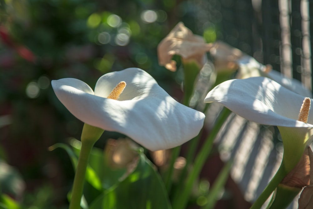 white flower in tilt shift lens