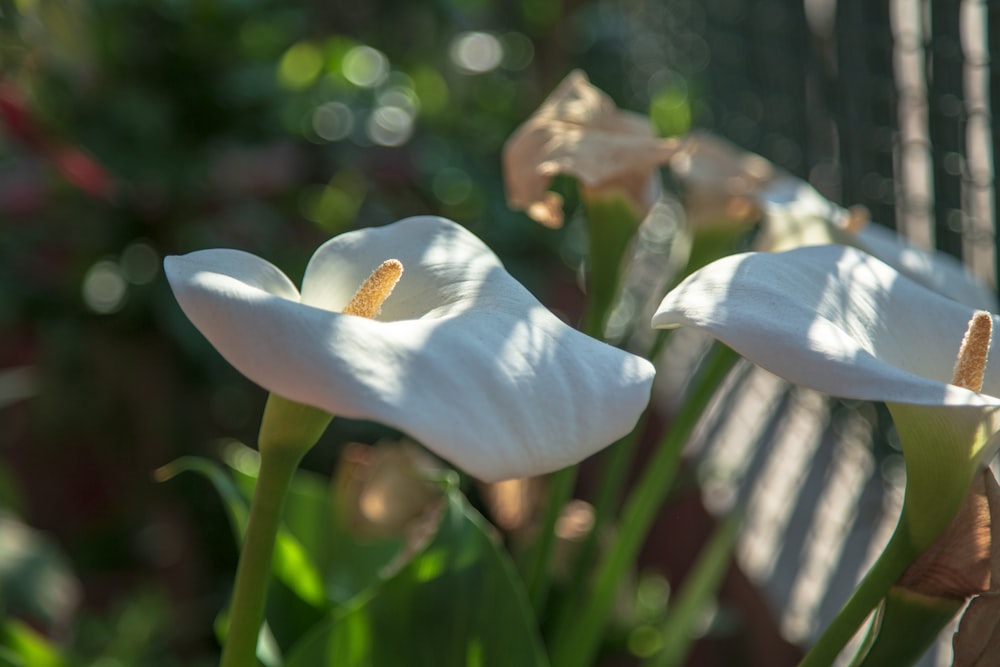 Weiße Blume in Tilt Shift Linse