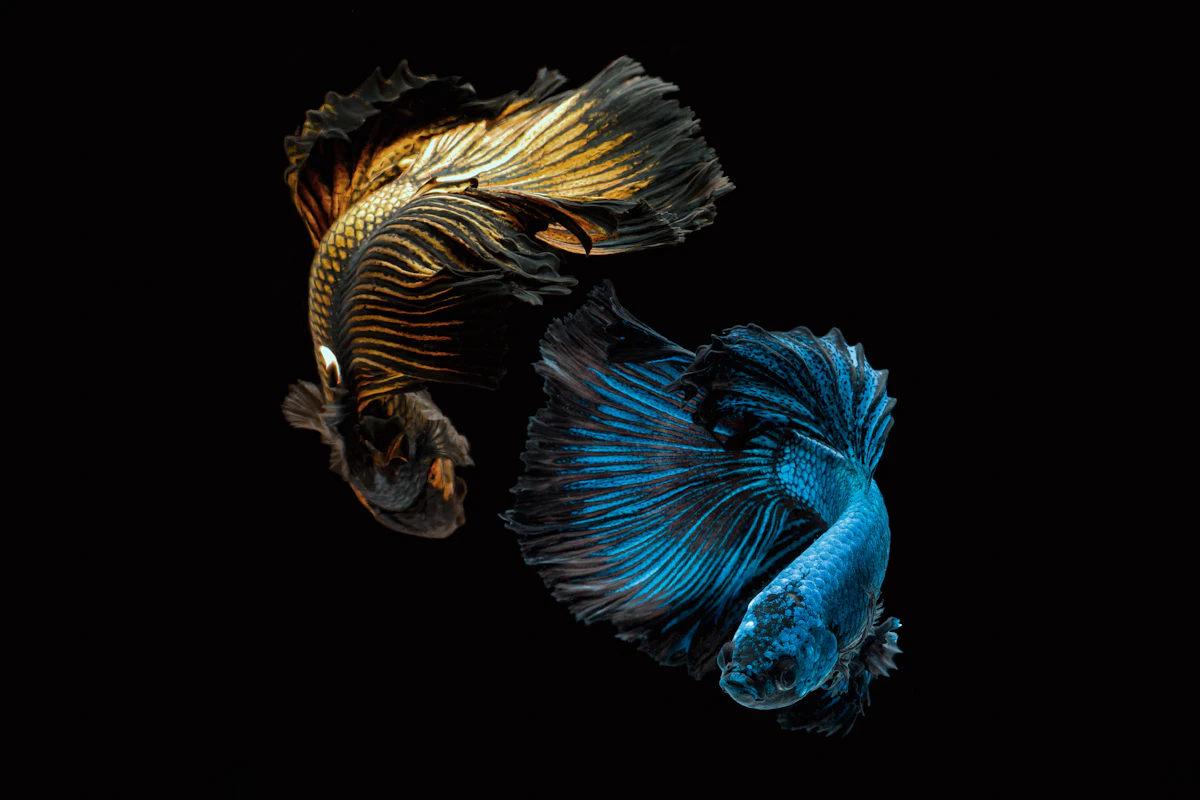 Betta con aletas largas nadando cerca de un filtro