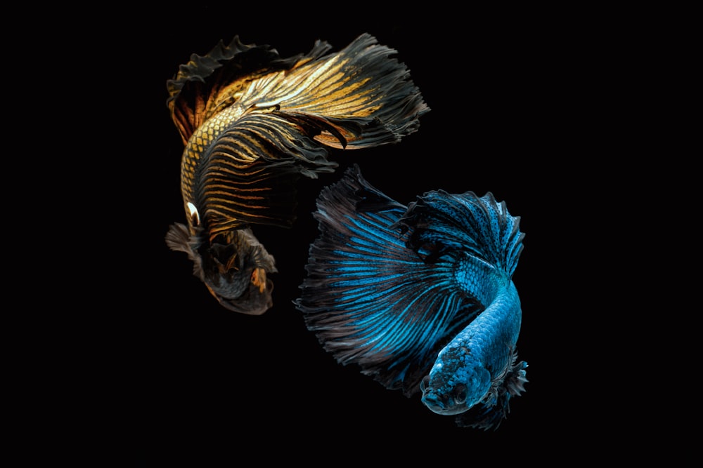 100+ Betta Fish Pictures | Download Free Images on Unsplash