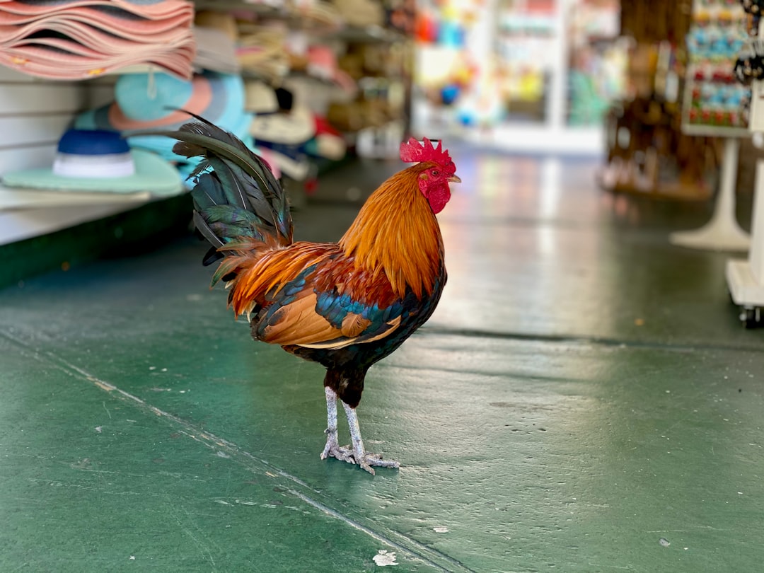 red rooster on green floor,