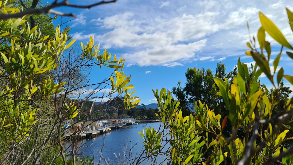 green trees near body of water under blue sky during daytime