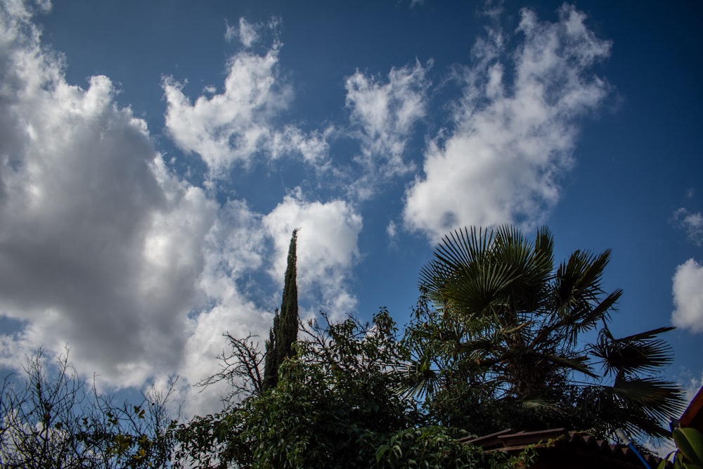 green palm tree under blue sky and white clouds during daytime