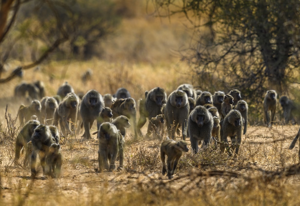 group of black and white sheep on brown grass field during daytime