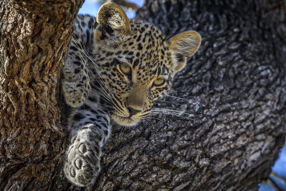 leopard lying on brown tree trunk