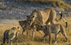 brown and black cheetah on brown grass field during daytime