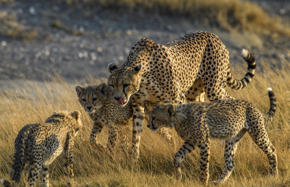 brown and black cheetah on brown grass field during daytime