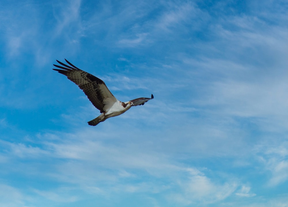 white and black bird flying under blue sky during daytime