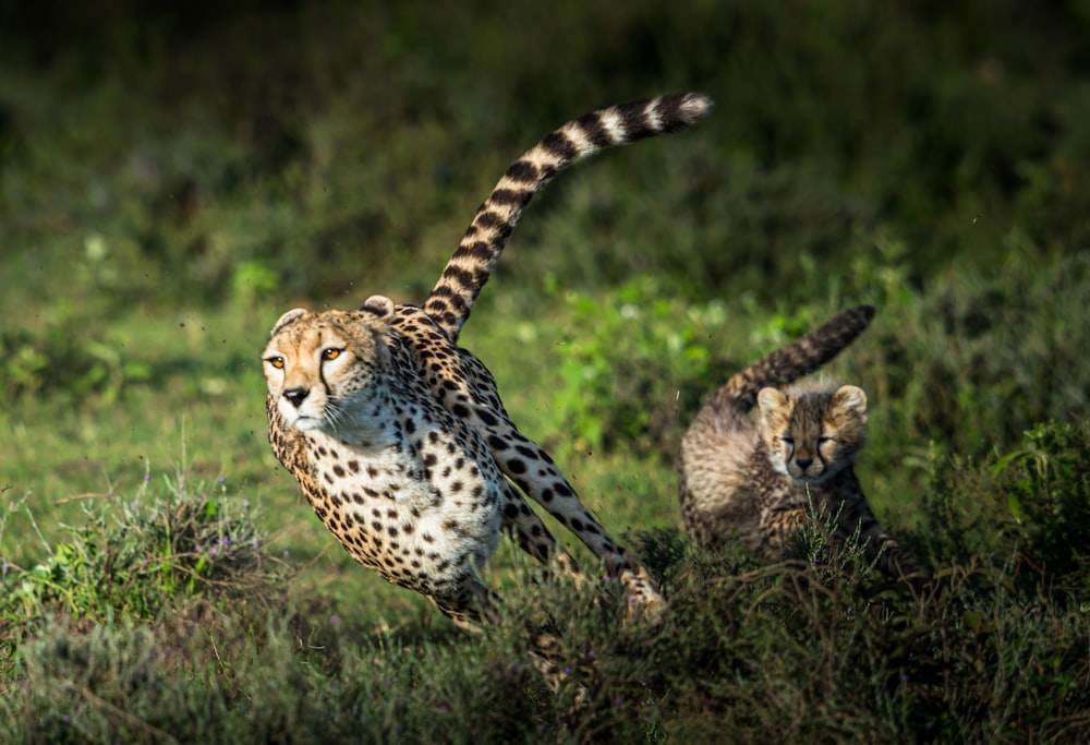 Gepard tagsüber auf grünem Gras