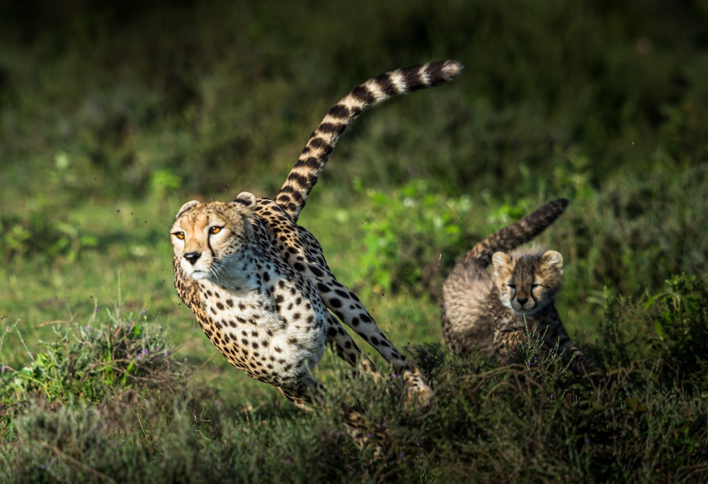 cheetah on green grass during daytime