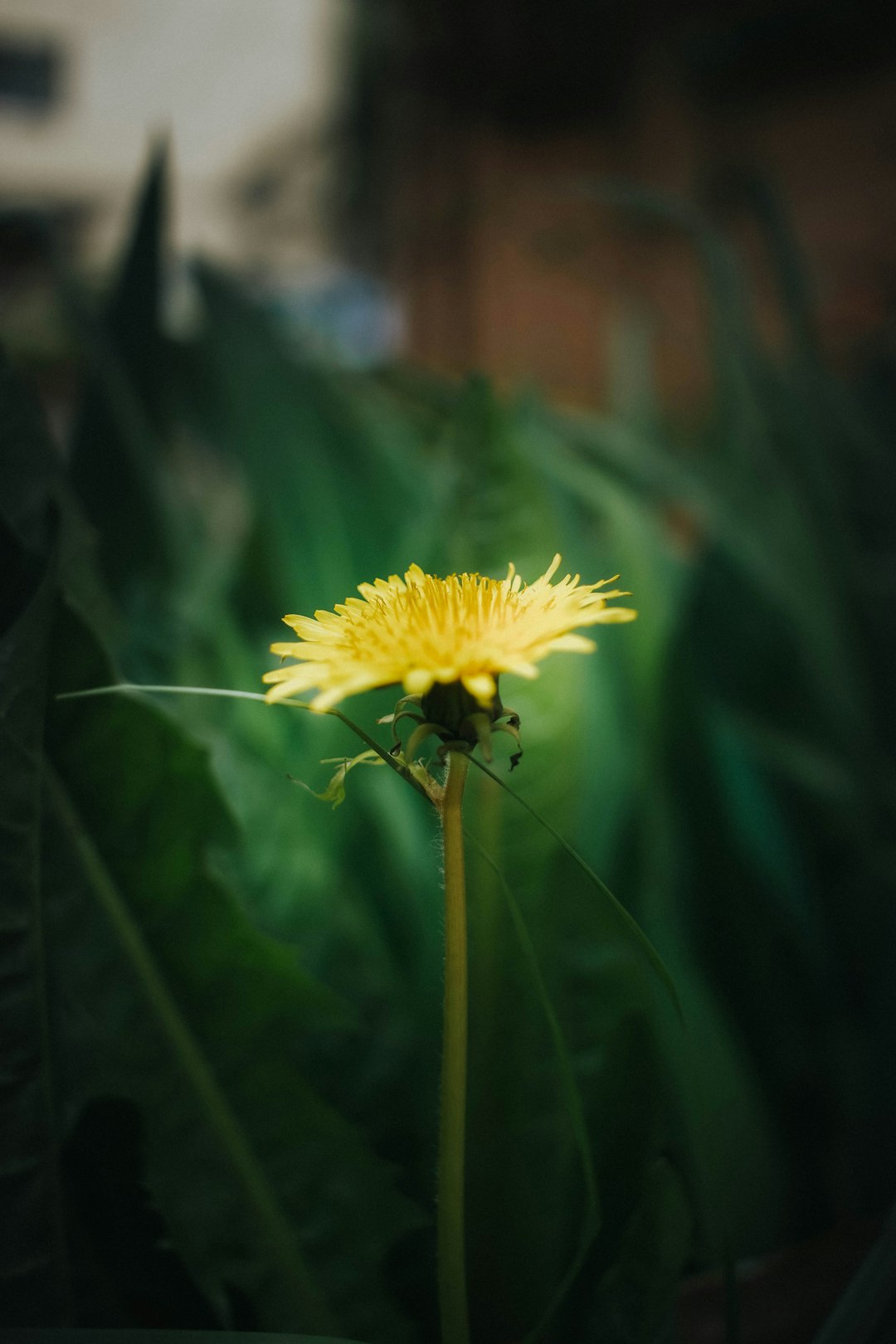 yellow flower in tilt shift lens