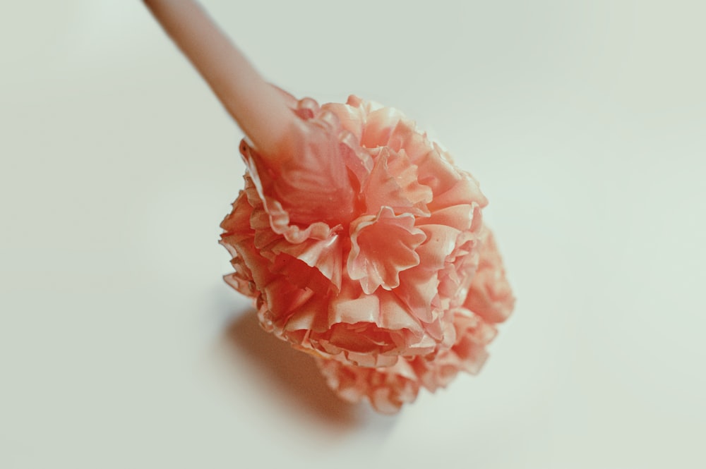 pink flower on white surface