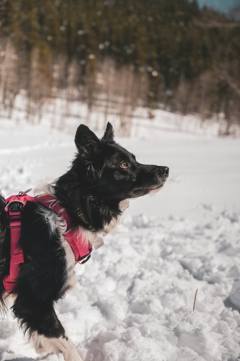 black and white border collie on snow covered ground during daytime