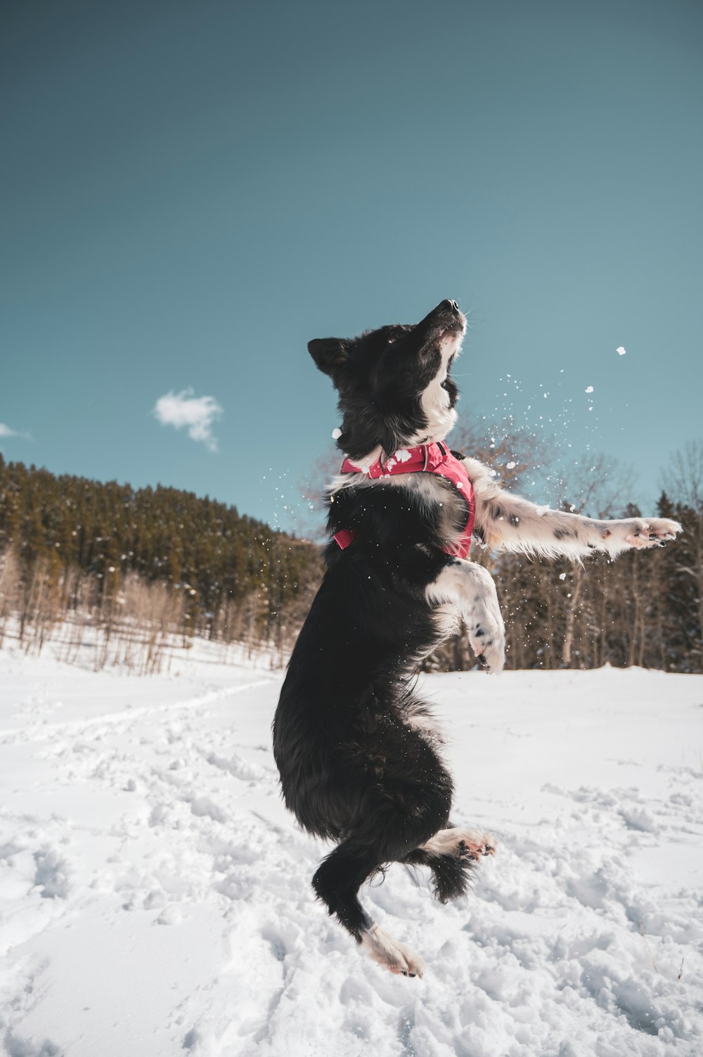 black and white border collie on snow covered ground during daytime