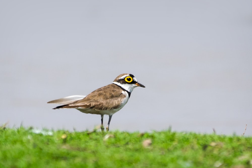 white and brown bird on green grass during daytime