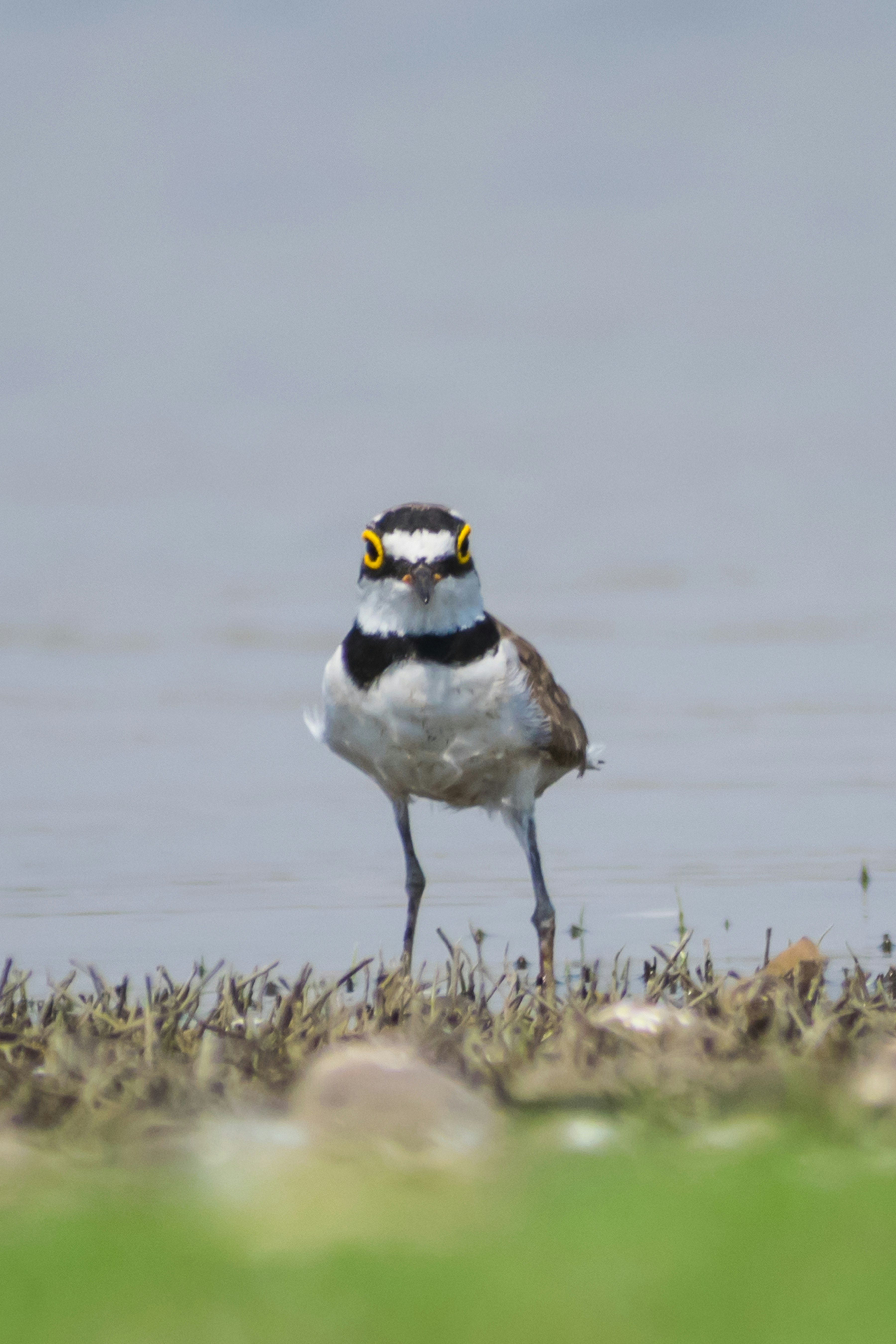 white and black bird on brown grass field