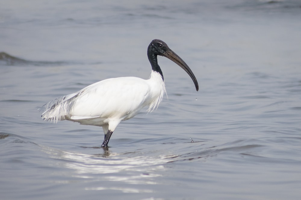 white stork on water during daytime