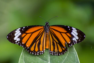 monarch butterfly perched on green leaf in close up photography during daytime