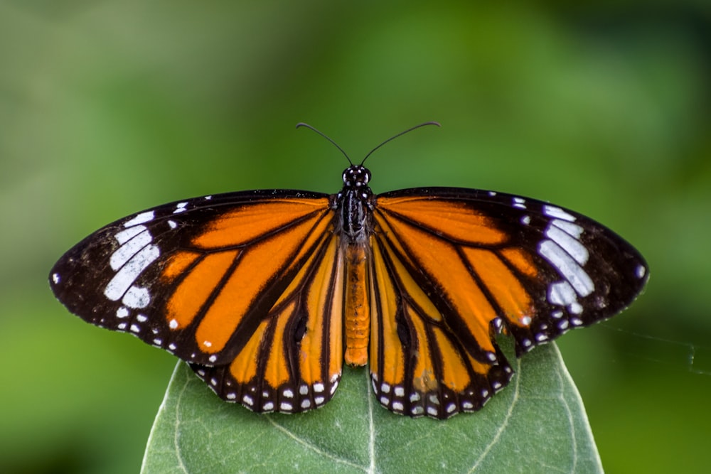 Mariposa monarca posada en hoja verde en fotografía de primer plano durante el día
