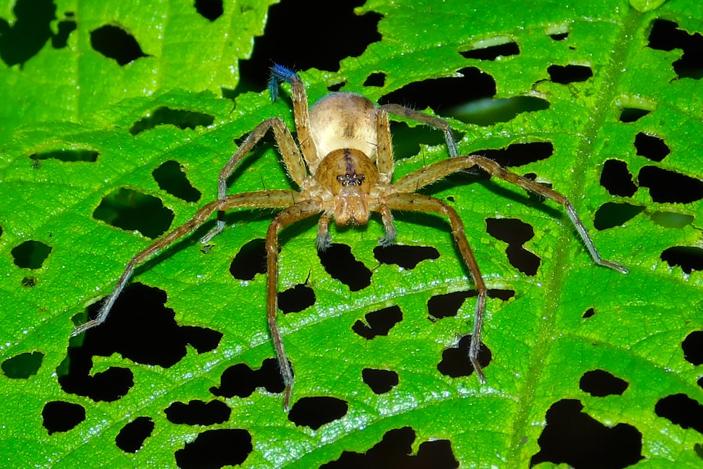 brown spider on green leaf