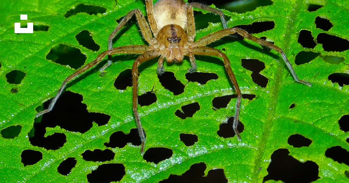 緑の葉に茶色のクモの写真 Unsplashで見つけるマハラシュトラの無料写真 緑の葉に茶色のクモの写真 Unsplashで見つけるマハラシュトラの無料写真