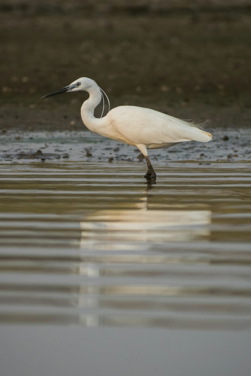 white bird on water during daytime