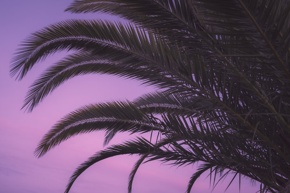 green palm tree under blue sky during daytime