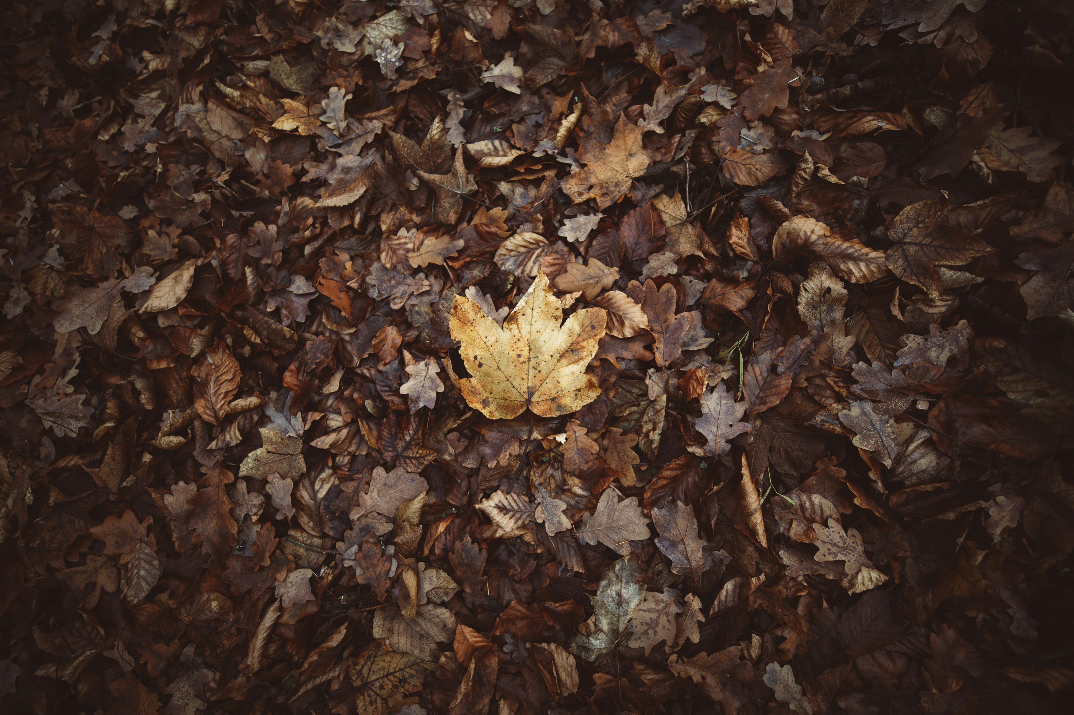 Photo by markusspiske
