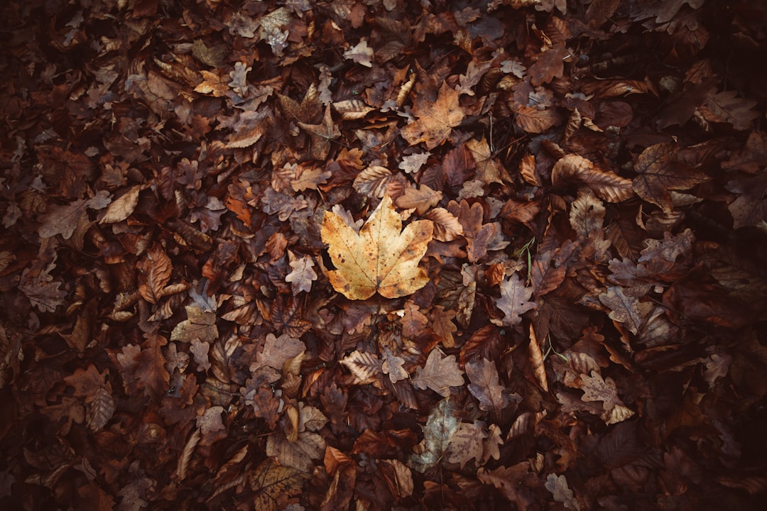 brown dried leaves on ground