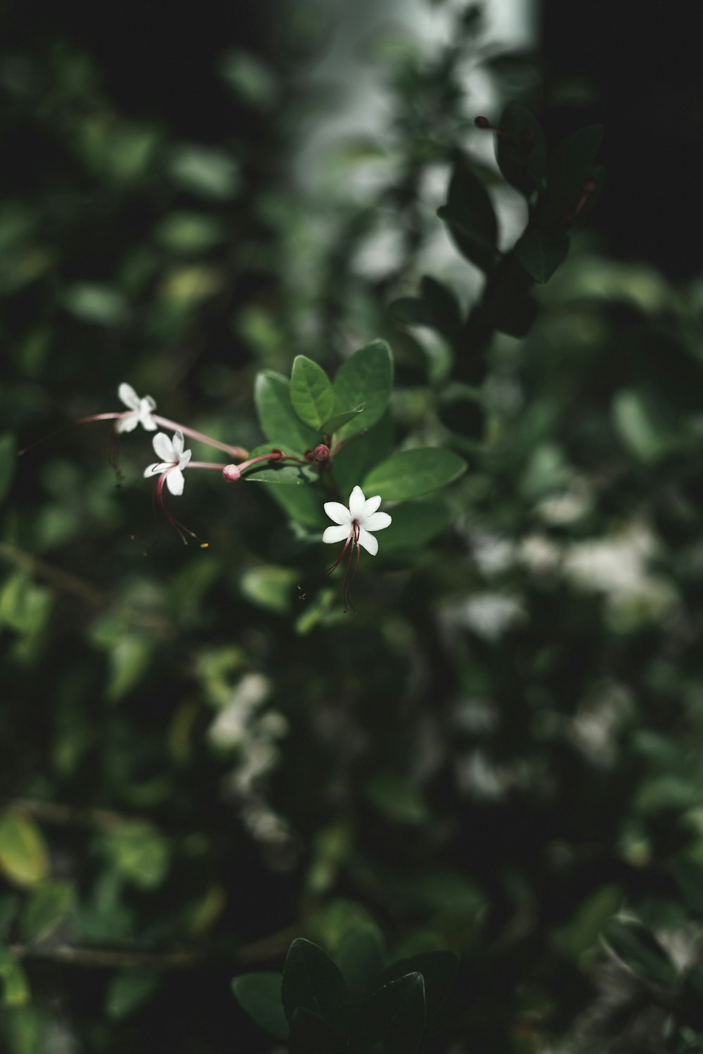 flor branca com folhas verdes