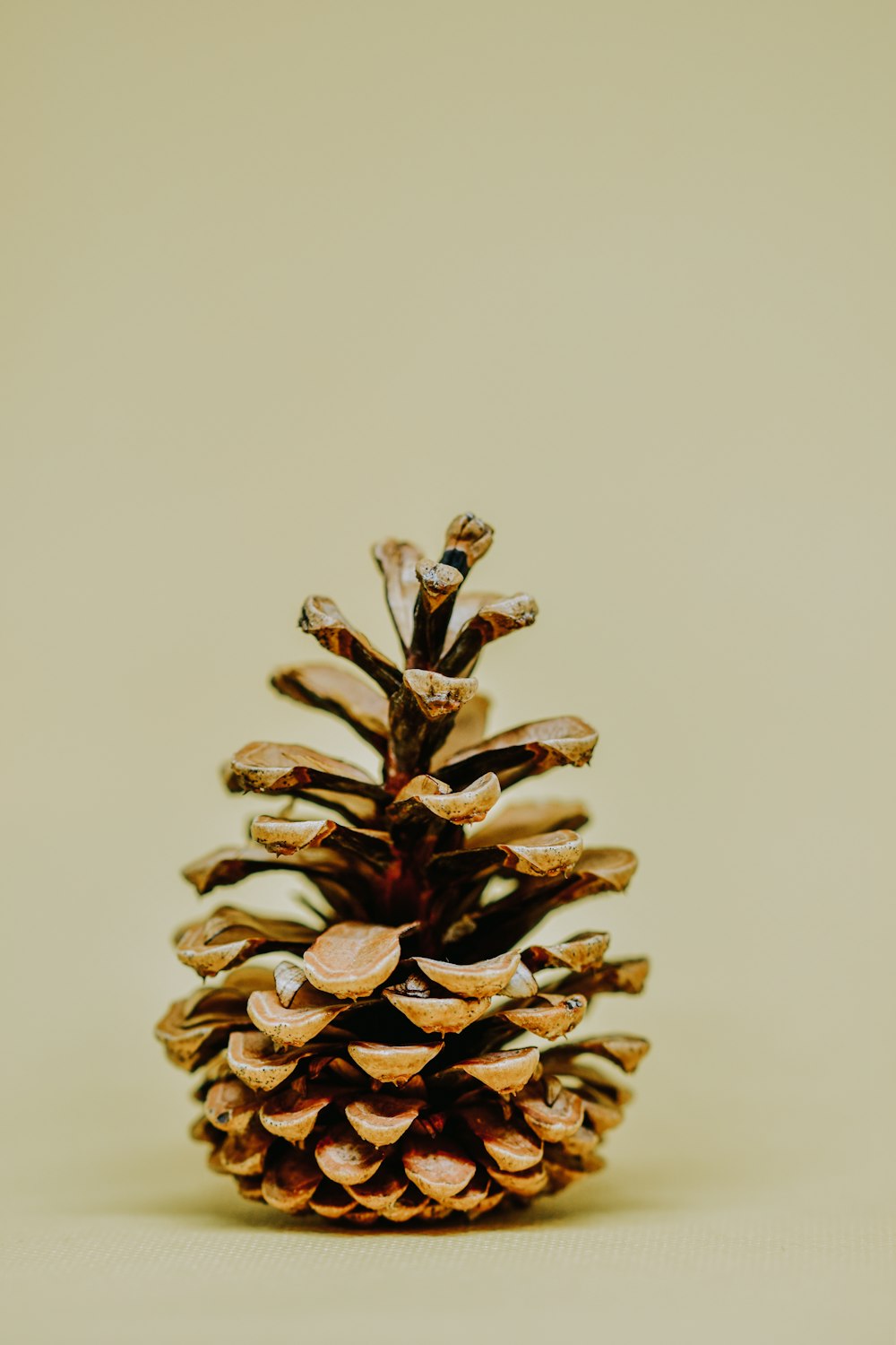brown pine cone on white background
