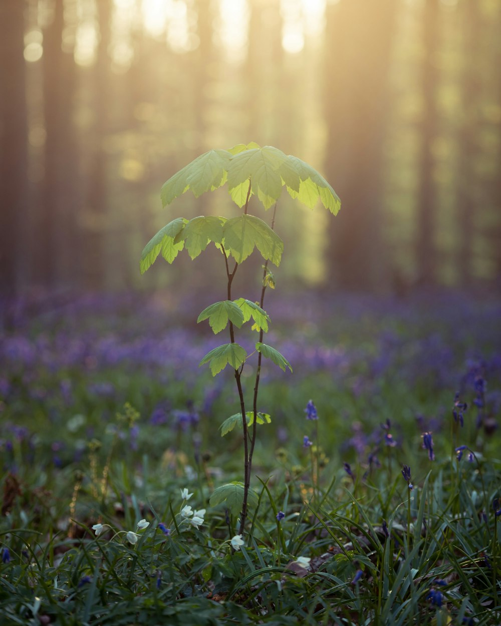 Champ d’herbe verte pendant la journée