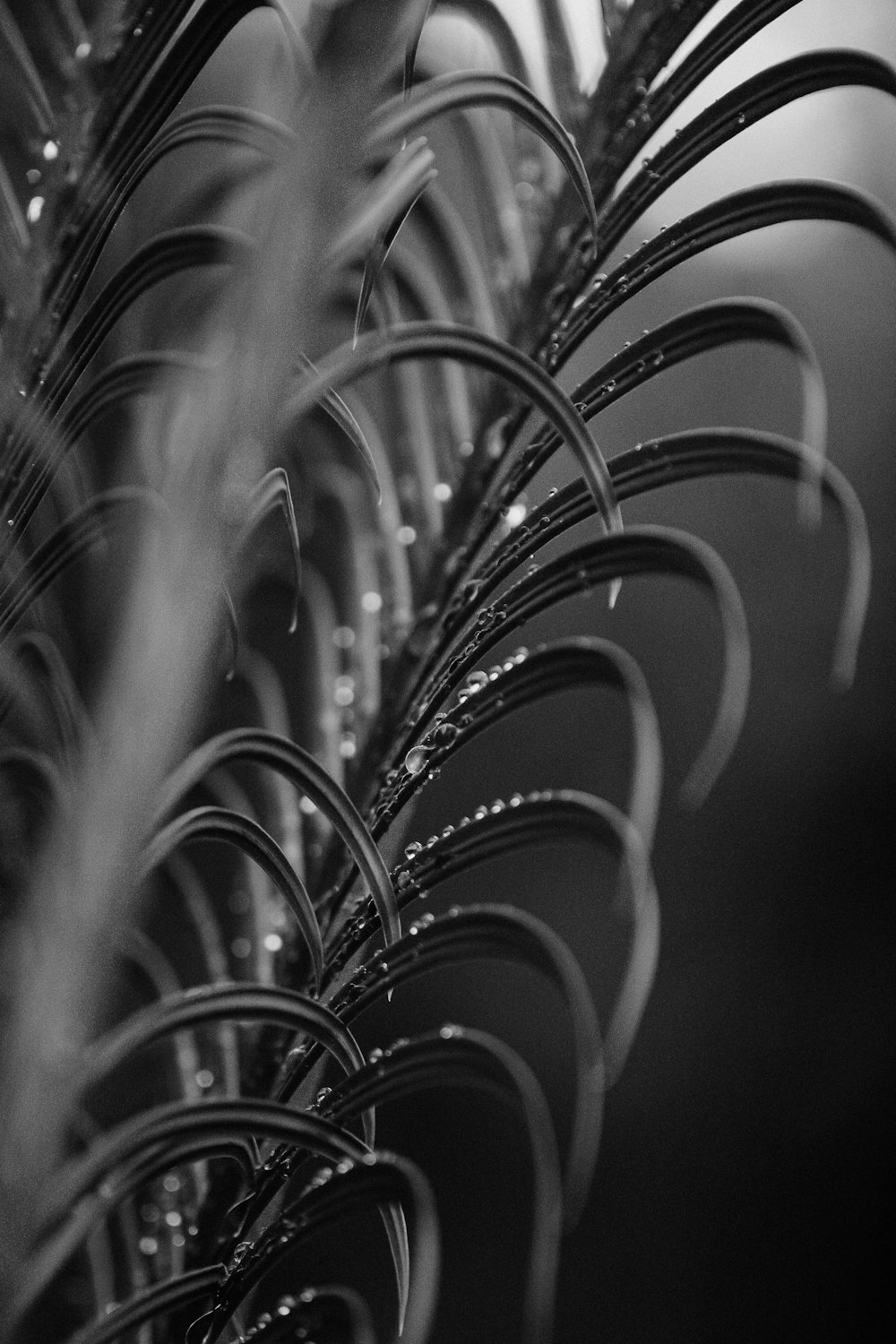 grayscale photo of plant stem