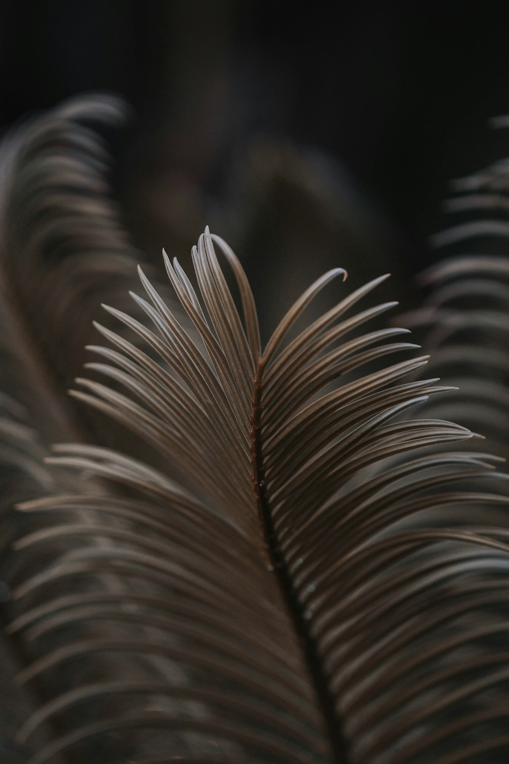 brown leaf in close up photography