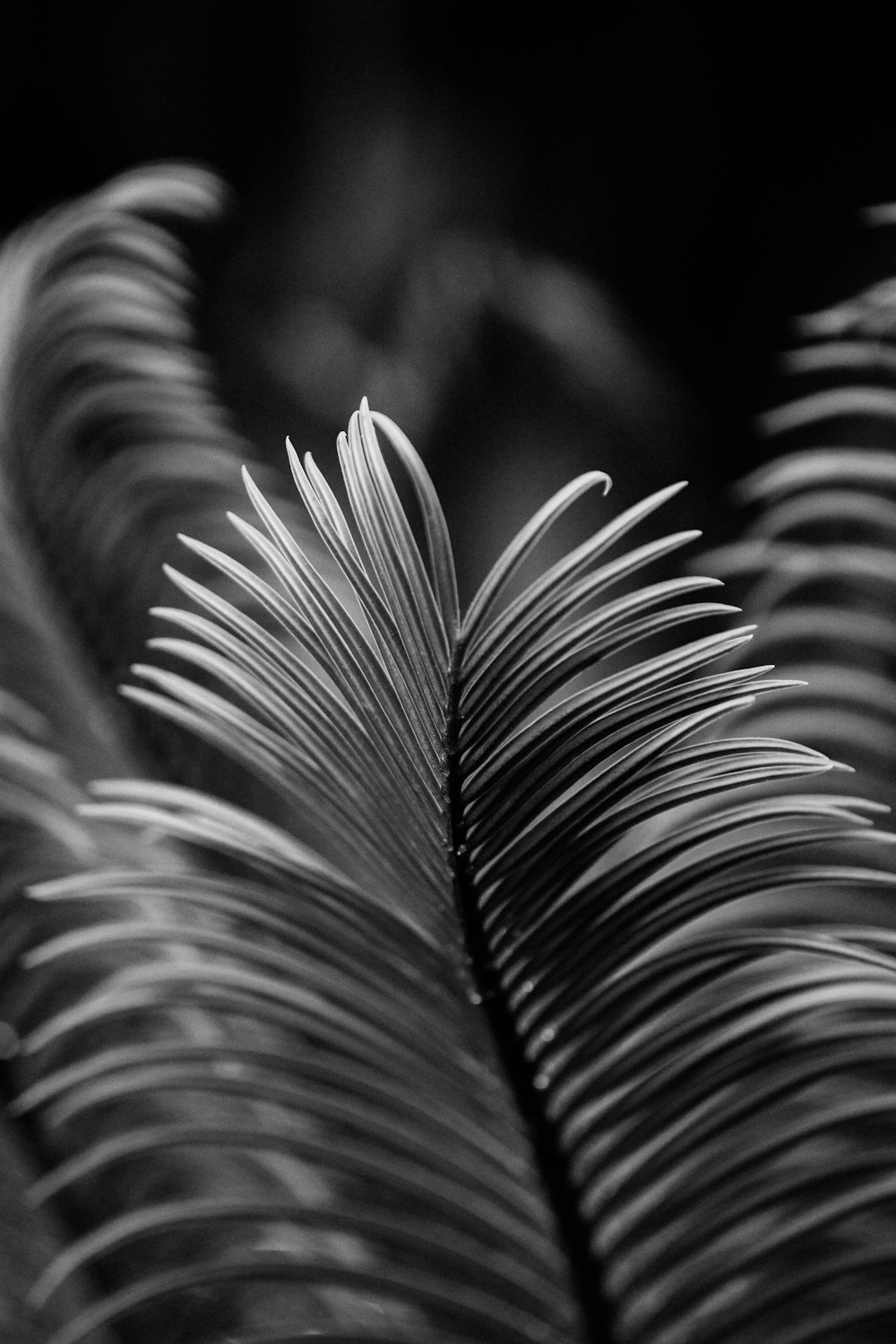 a black and white photo of a leaf
