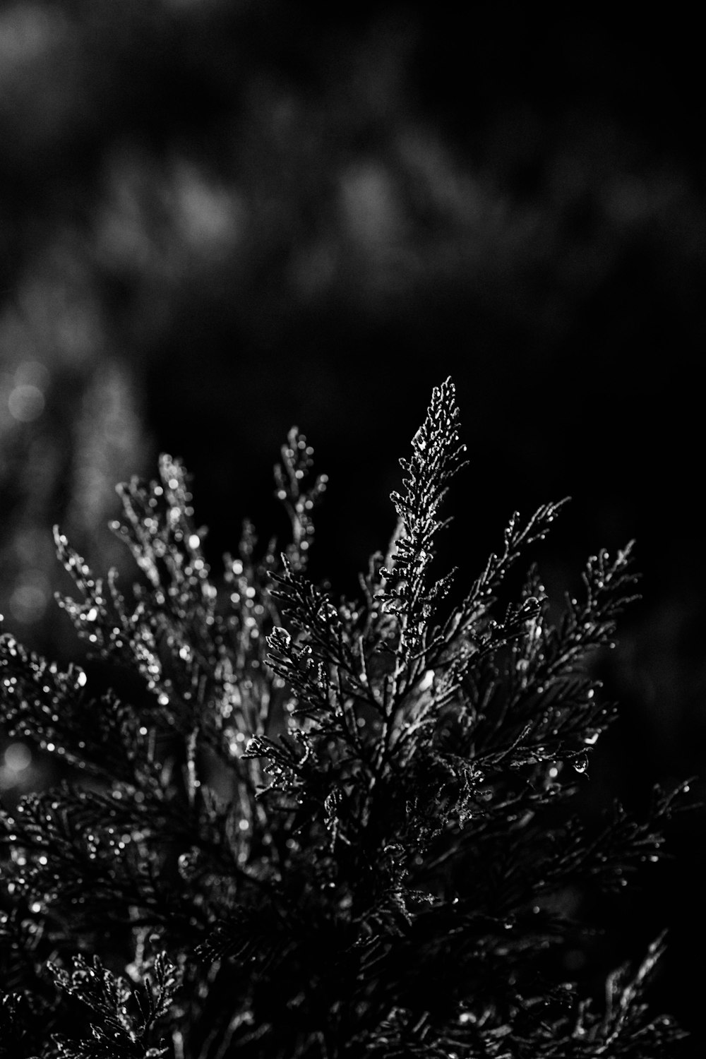 grayscale photo of pine tree
