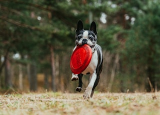 black and white short coated dog running on brown grass field during daytime