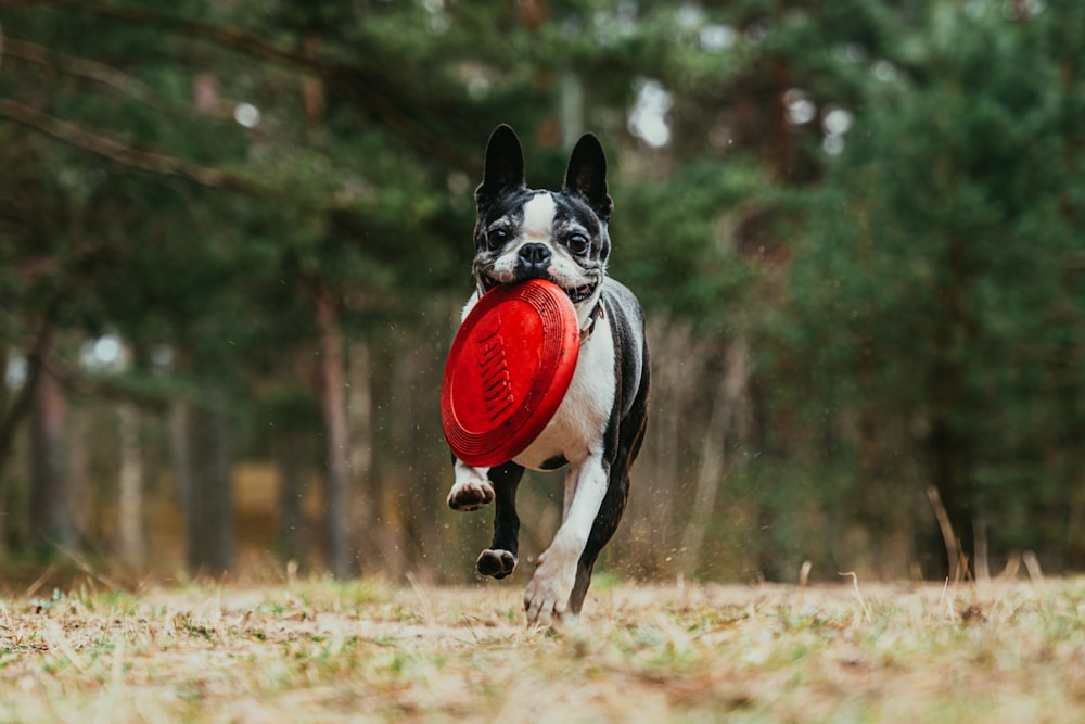 Schwarz-weißer kurzhaariger Hund, der tagsüber auf braunem Rasen läuft