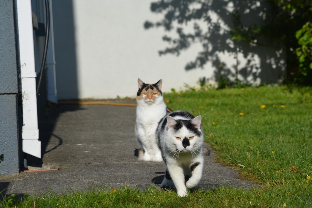 white and black cat on green grass during daytime