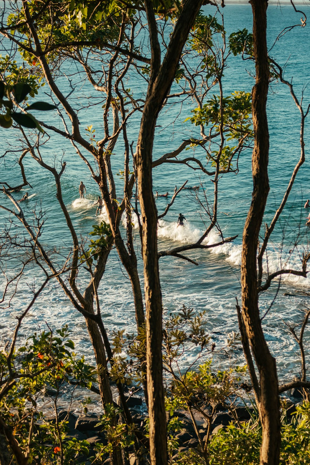 green tree near sea during daytime