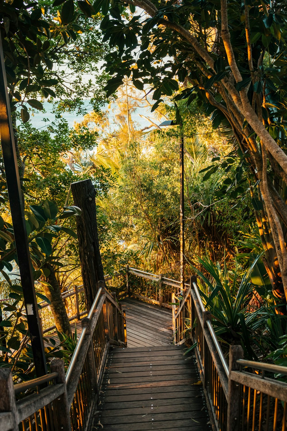 braune Holzbrücke tagsüber von grünen Bäumen umgeben