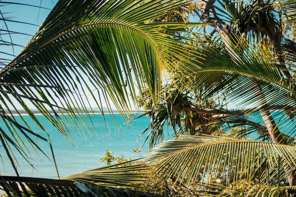 coconut palm tree near sea during daytime