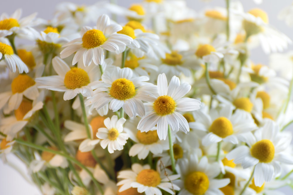 white and yellow daisy flowers