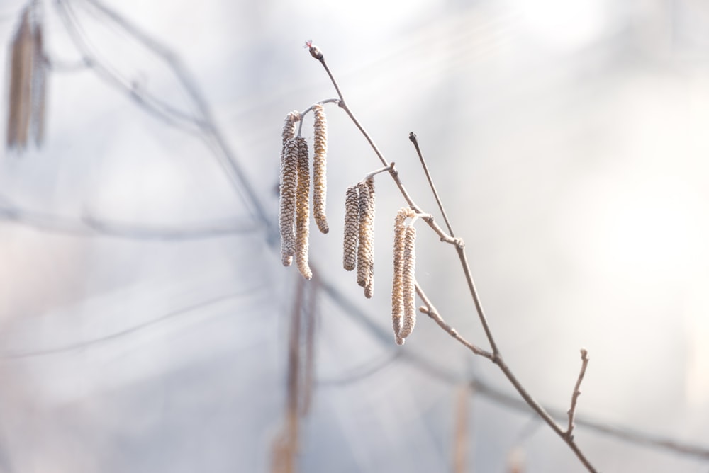 brown plant stem in tilt shift lens