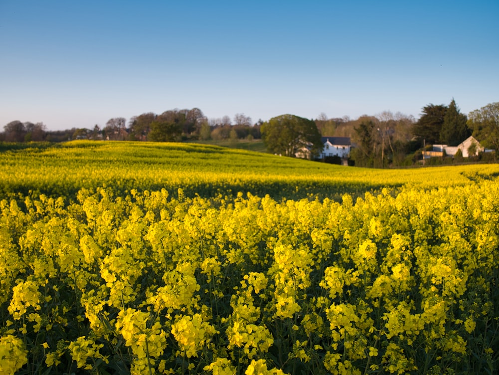 yellow flower field under blue sky during daytime