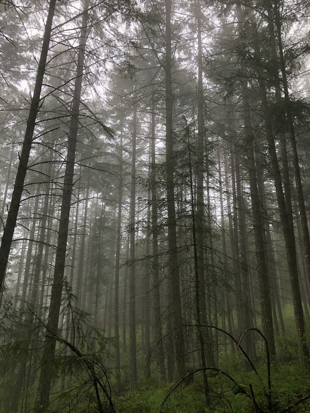 昼間の森の緑の木々