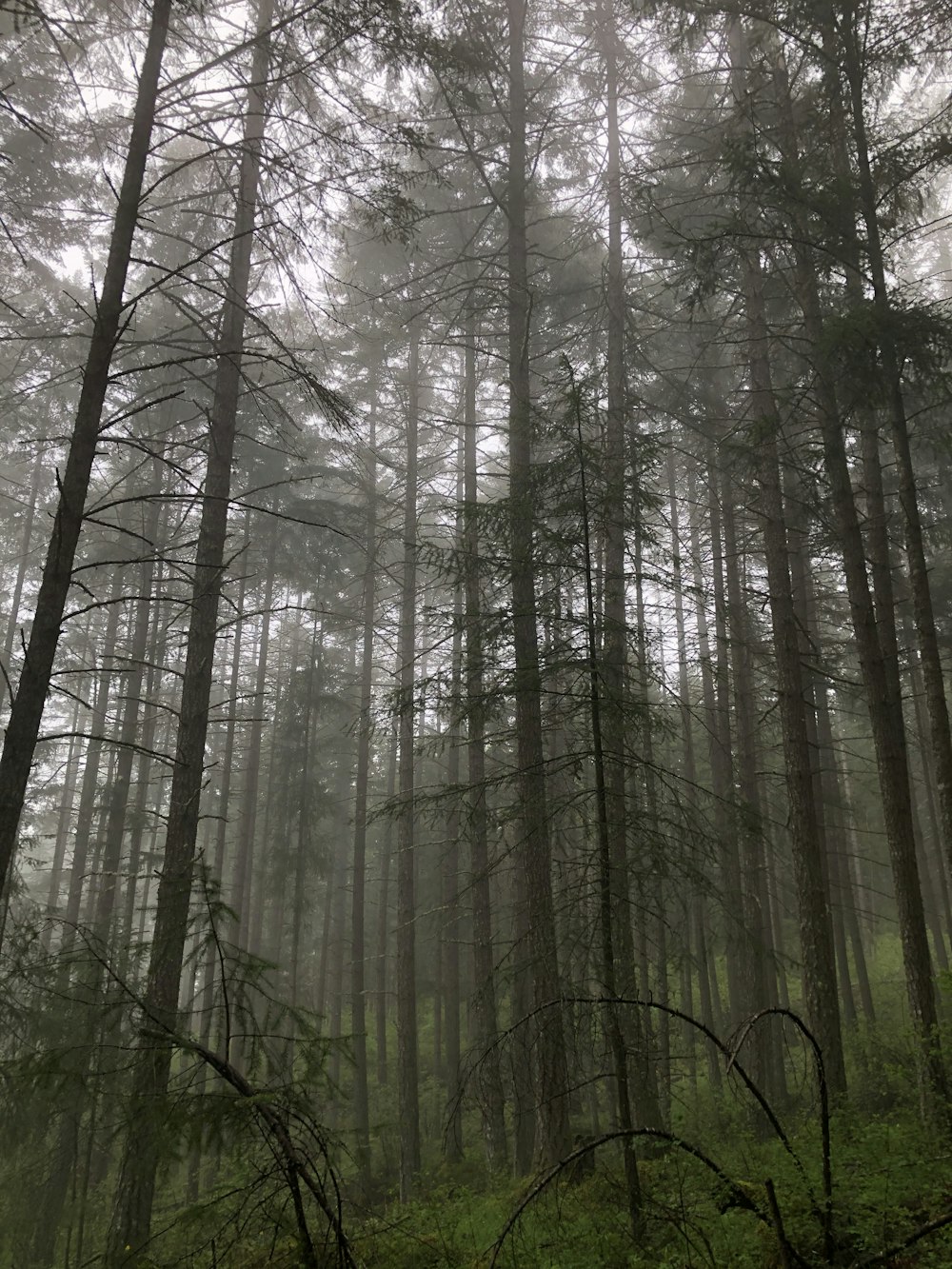 500 Foggy Forest Pictures Stunning Download Free Images On Unsplash