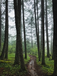 pathway between trees during daytime