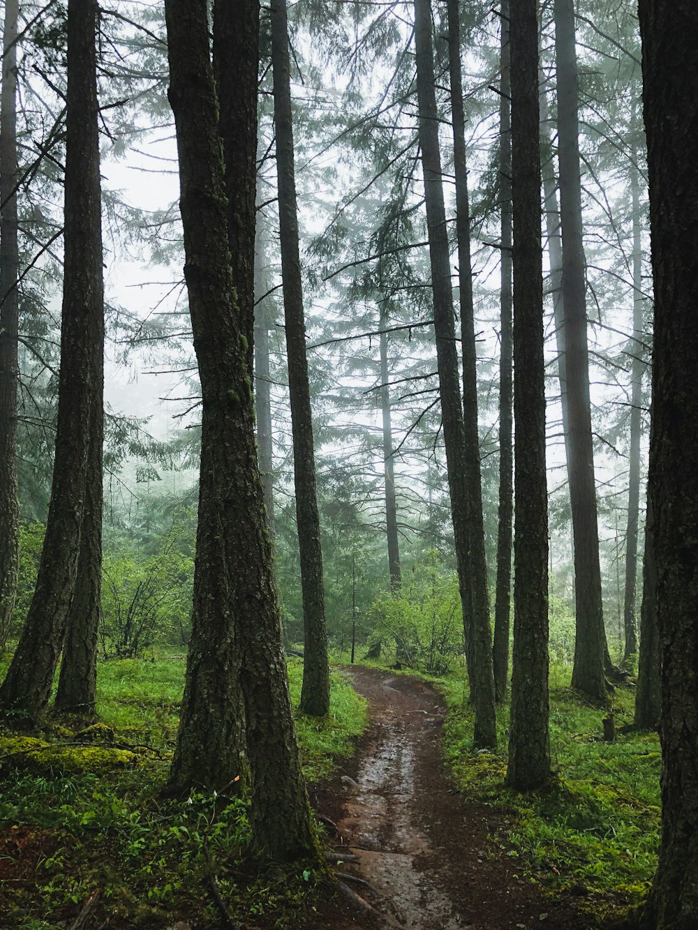 Sentier entre les arbres pendant la journée